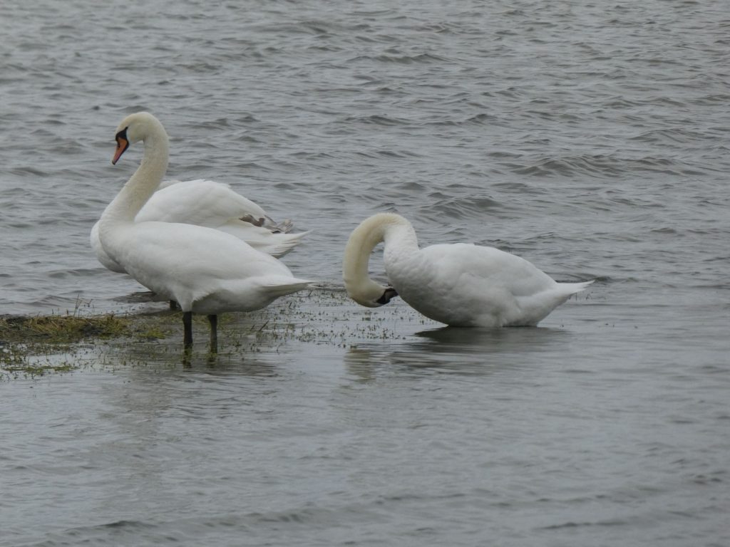 Mute Swans, Brodgar Wildlife Walk