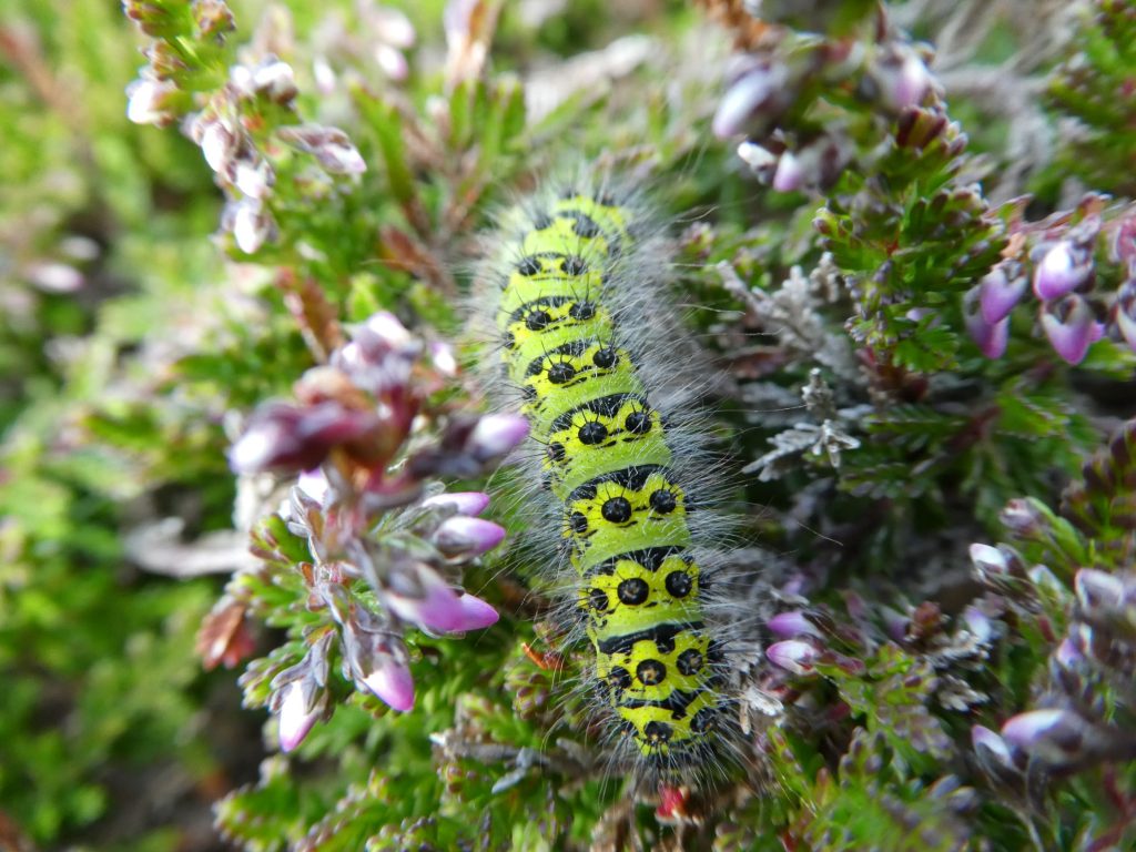 Emperor Moth Caterpillar, Hidden Gem Short Walks