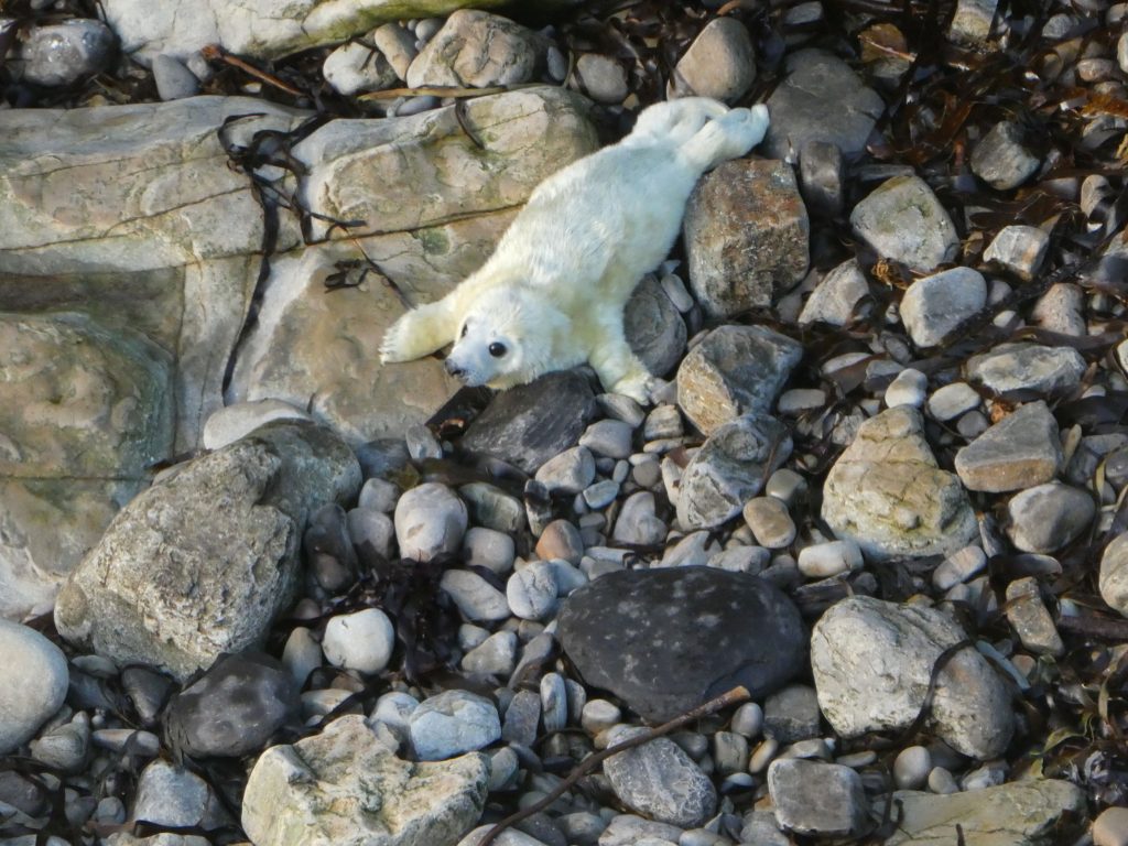 Grey Seal Pup, Seal Pup Walk