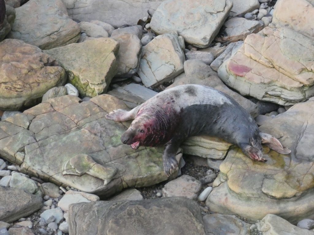 Bull Grey Seal, Seal Pup Walk