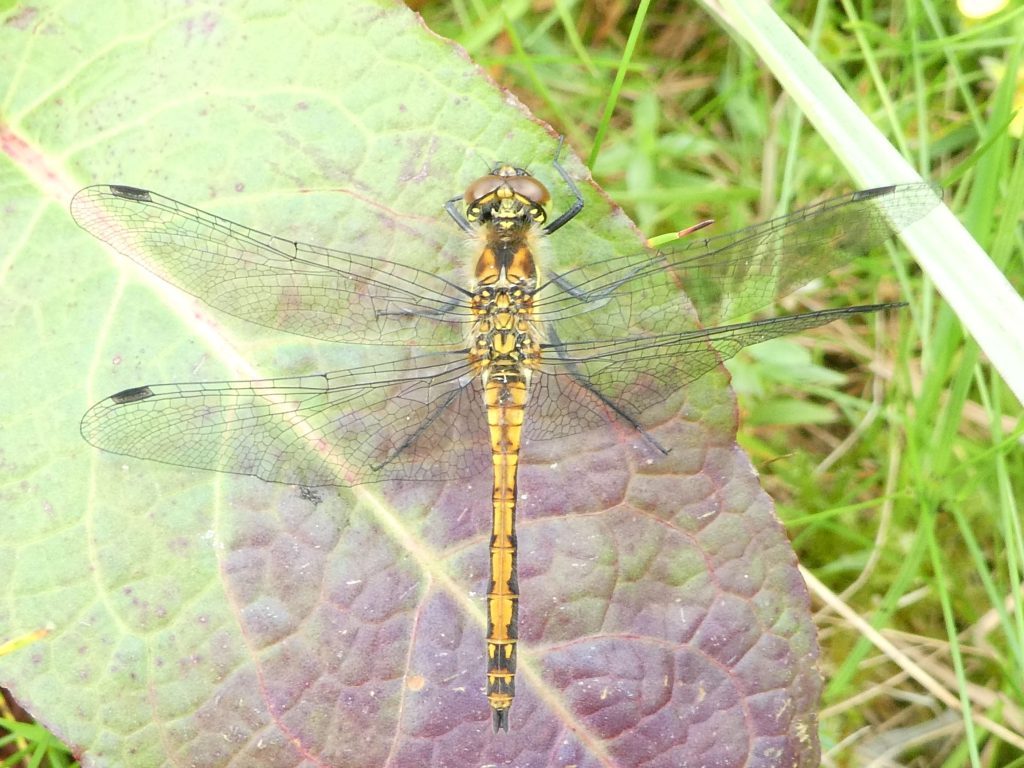 Black Darter, About