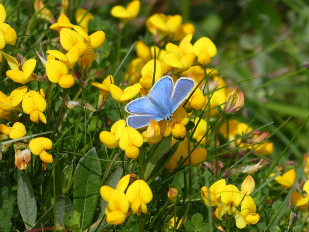 Blue butterfly on yellow flowers, Burwick Coastal Walk