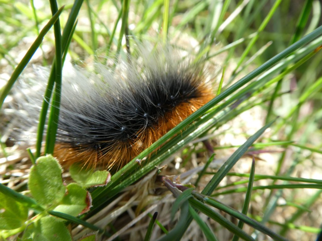 Caterpillar, Hidden Gem Short Walks