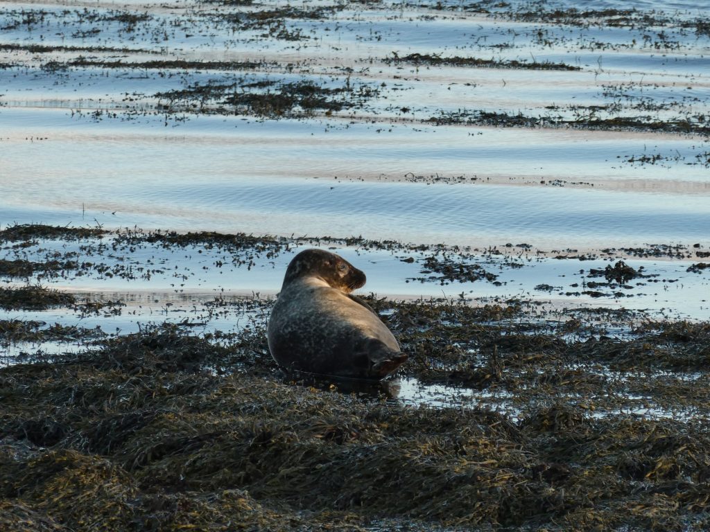 Harbour Seal, A Stroll around Shapinsay