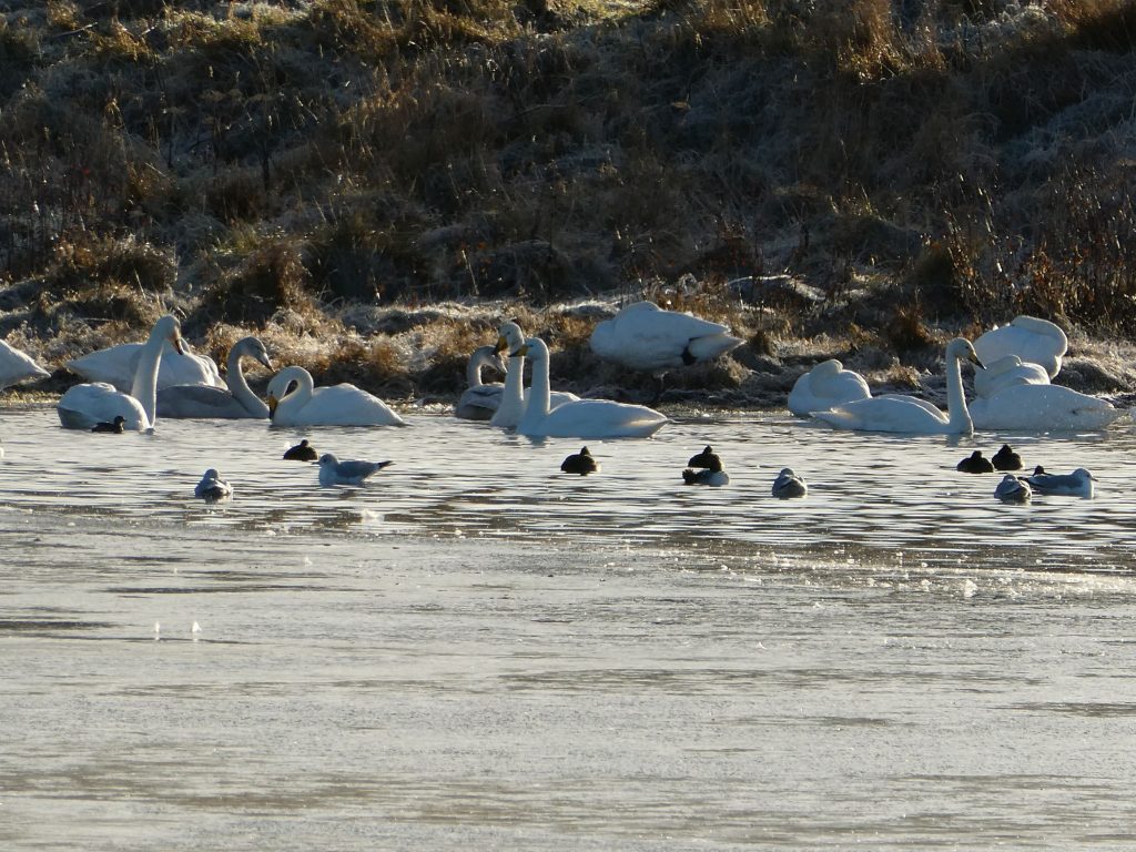 Whooper Swans, A Stroll around Shapinsay