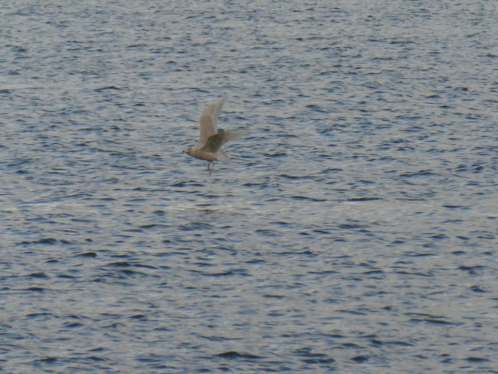 Iceland Gull, The Latest Wildlife Sightings for 2024