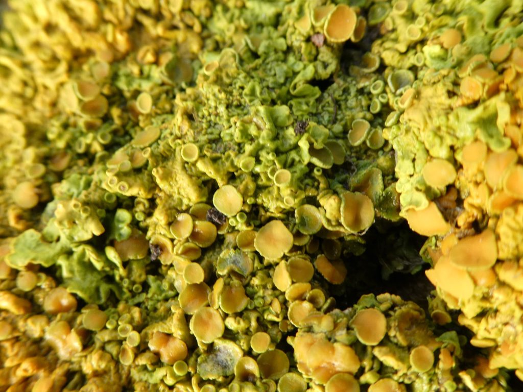 Lichen, The Latest Wildlife Sightings for January 2024