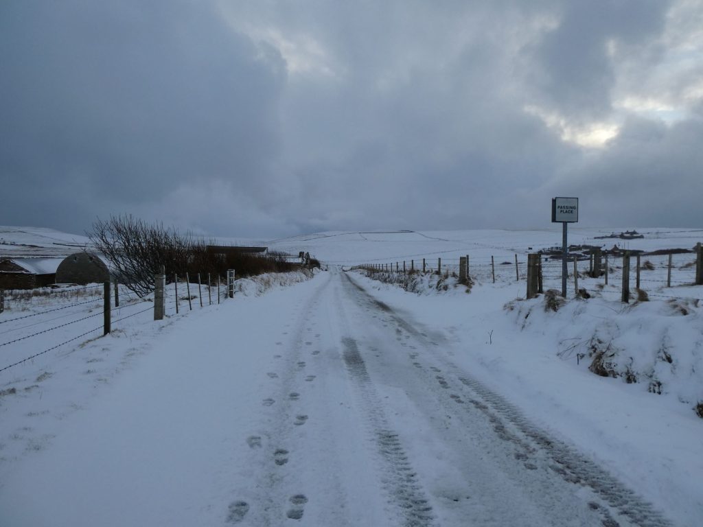 Snowy road, Snow, The Latest Wildlife Sightings for 2024