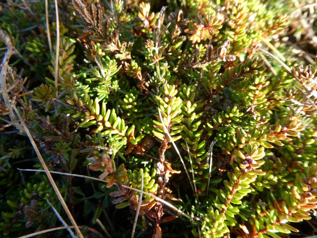 Crowberry, The Latest Wildlife News for February 2024