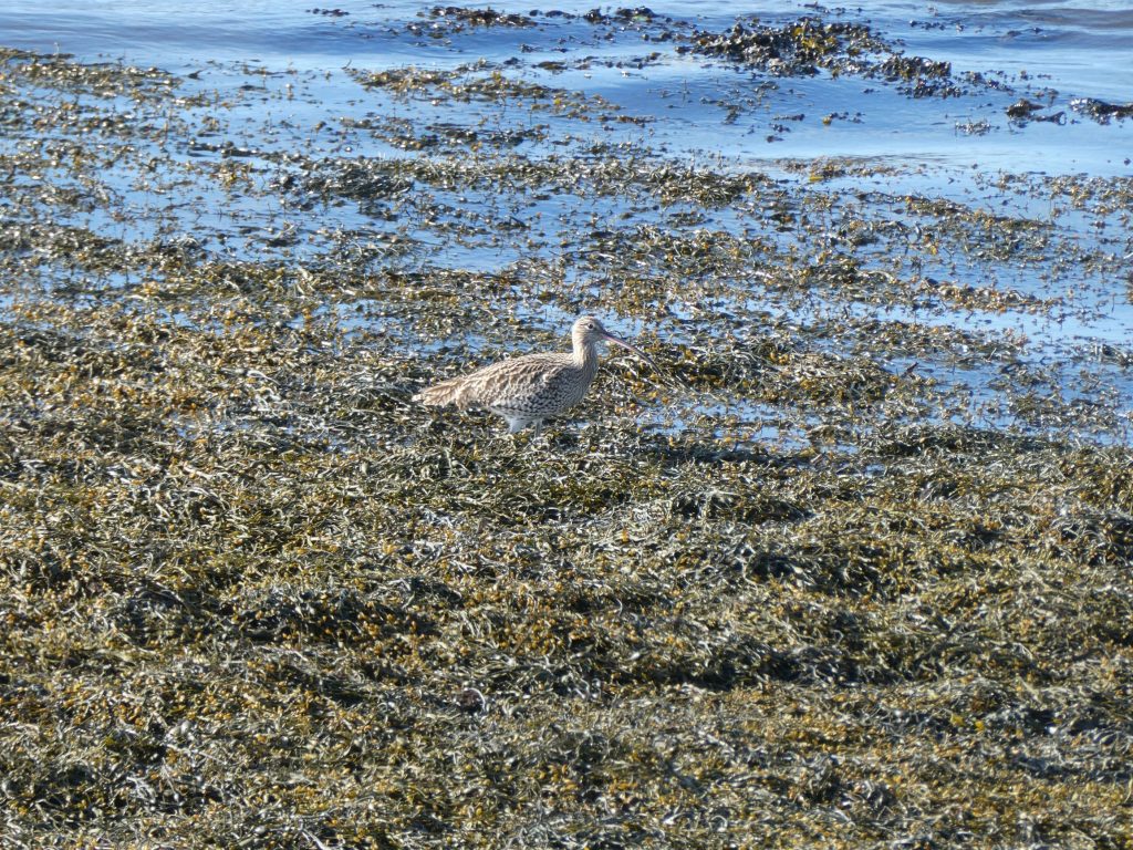 Curlew, Stromness Saunters 1 The Harbour