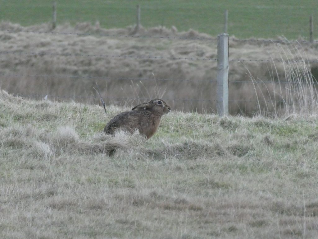 Brown Hare, The Latest Wildlife News for February 2024