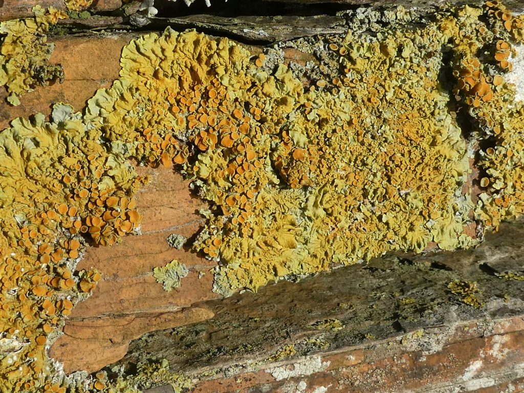 Yellow Lichen, The Latest Wildlife News for February 2024