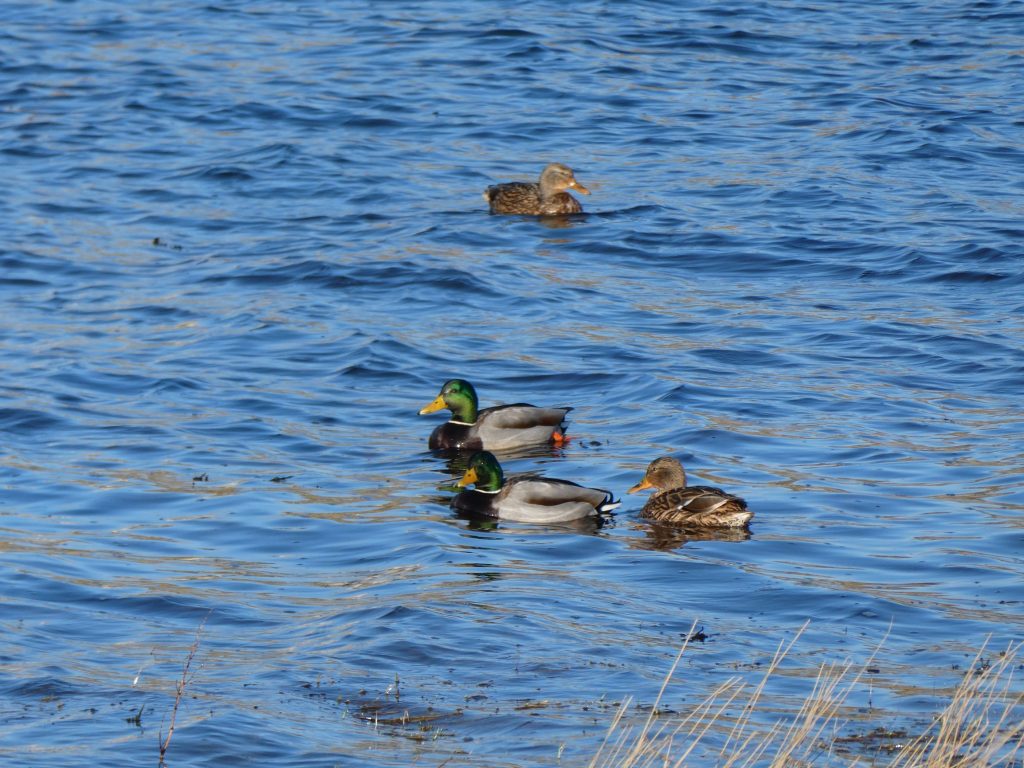 Mallard ducks, The Latest Wildlife News for February 2024