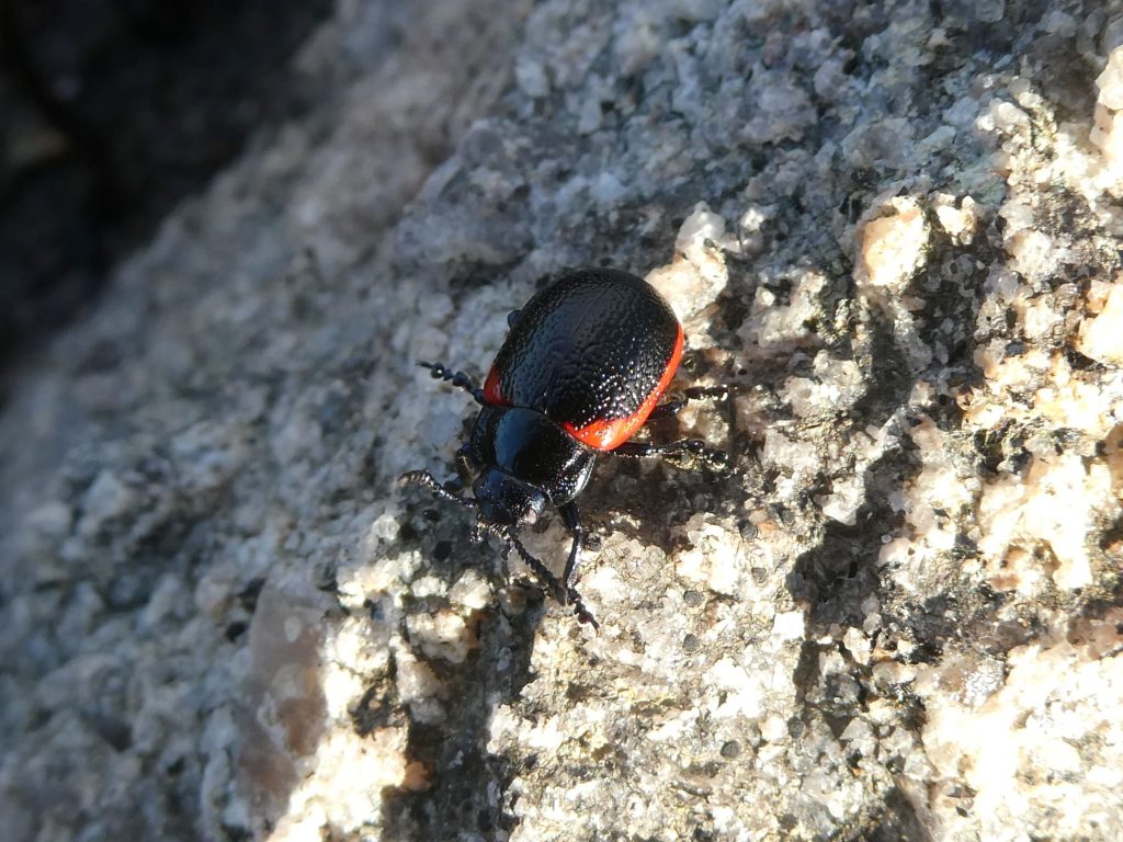Plantain Leaf Beetle, The Latest Wildlife News for February 2024