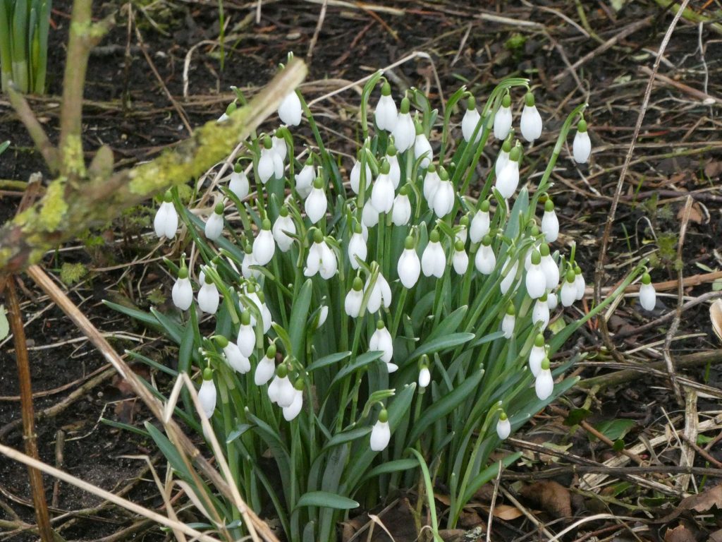 Snowdrops, The Latest Wildlife News for February 2024
