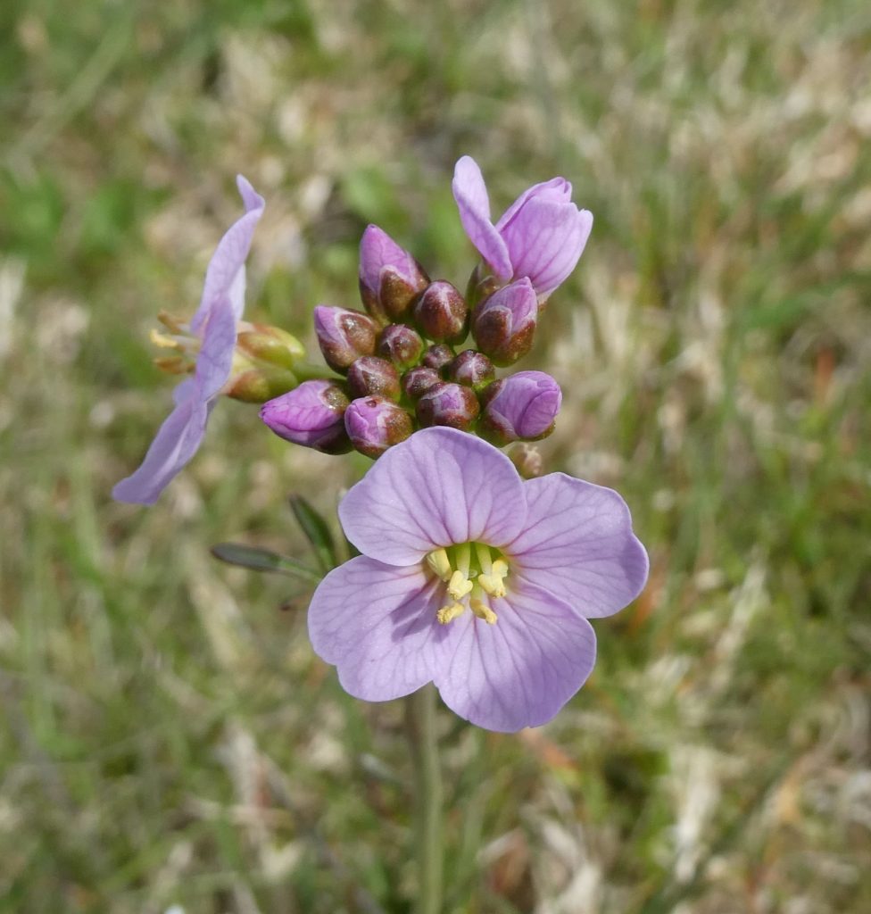 Wild Orkney Walks and No Mow May