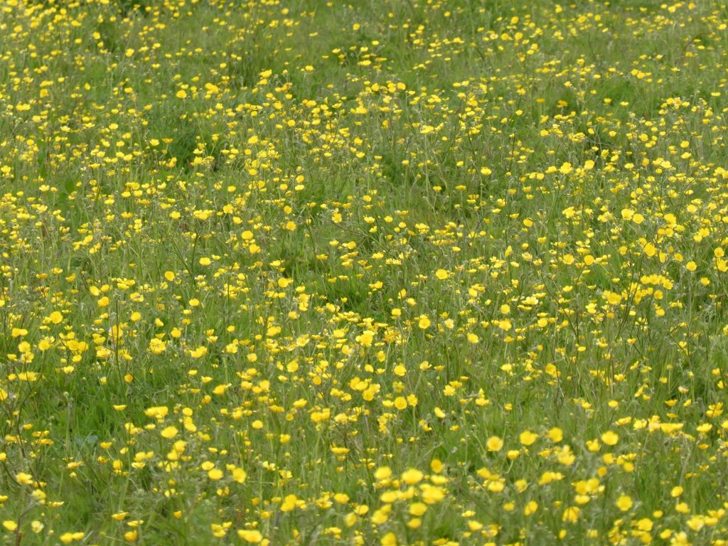 Buttercups