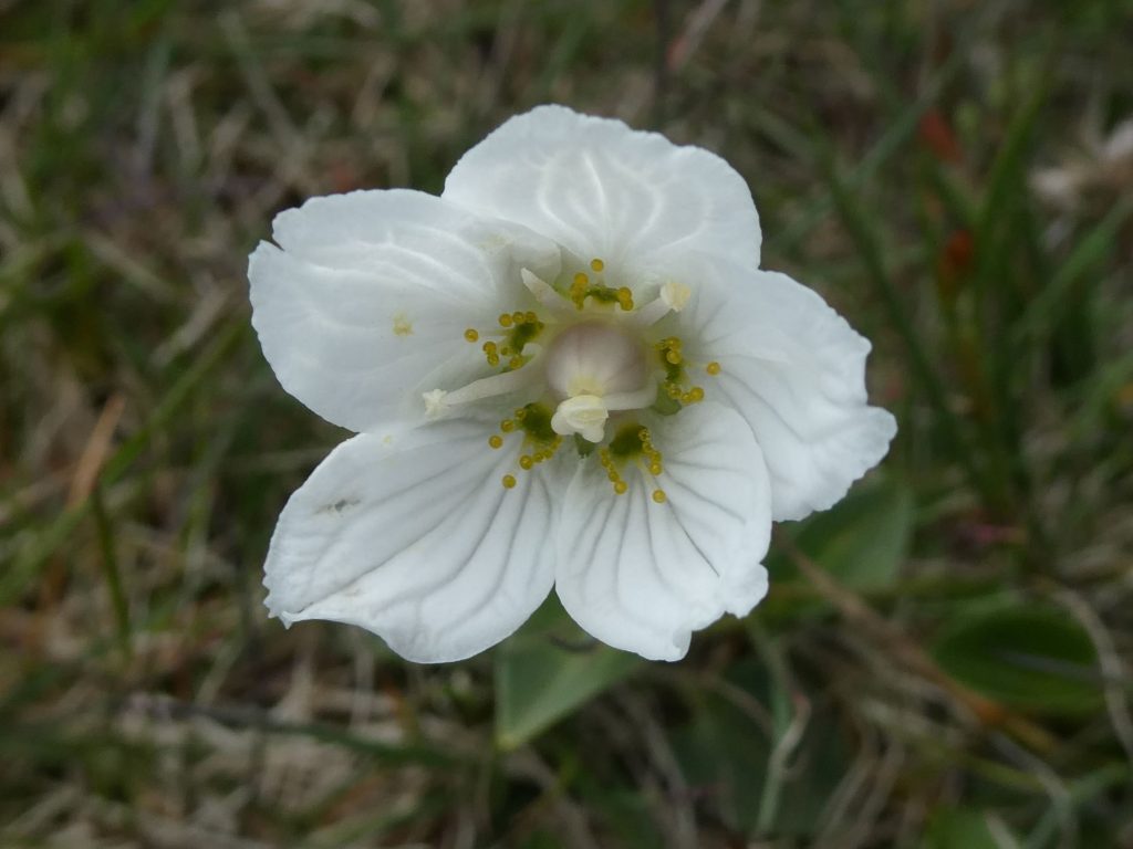 Grass of Parnassus