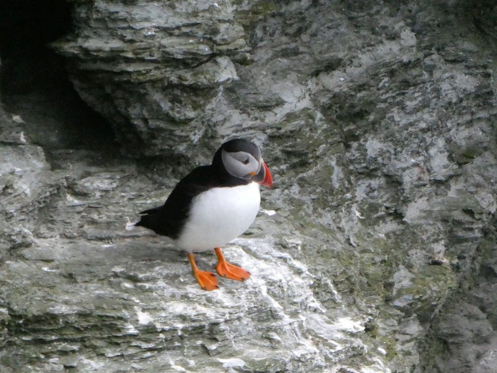 Puffin