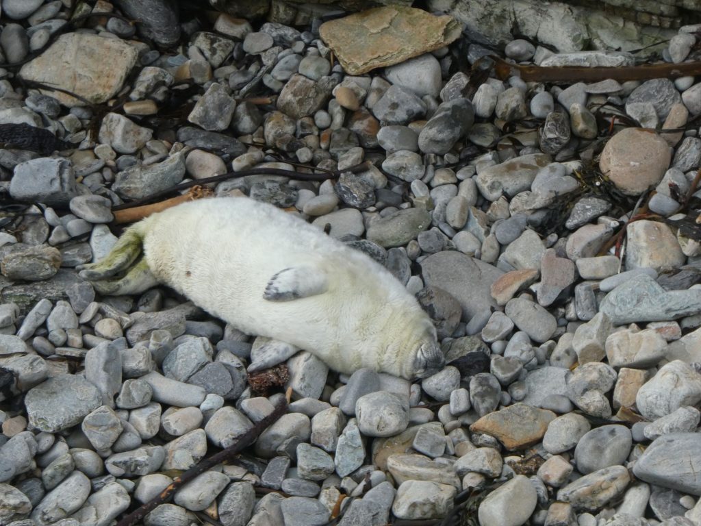 Grey Seal Pup, Seal Pup Walk
