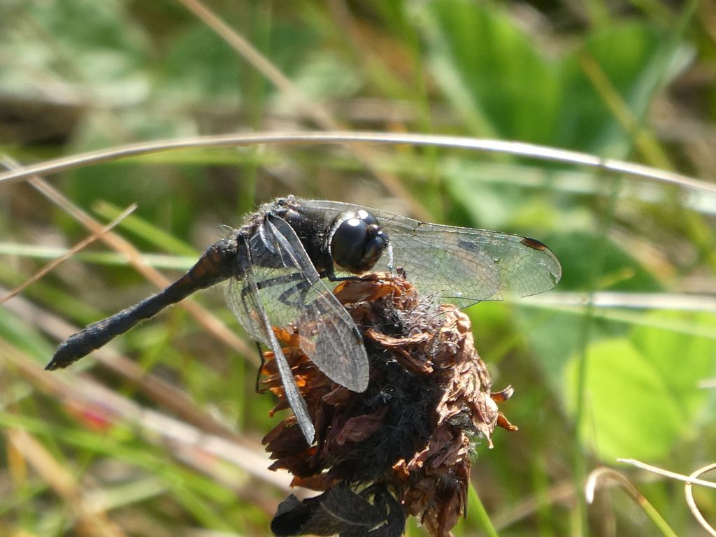 Black Darter dragonfly