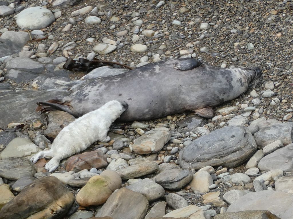 Grey Seal with pup