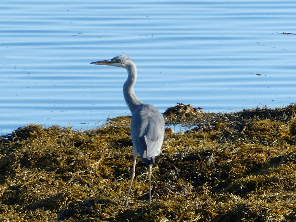 Grey Heron, Shapinsay