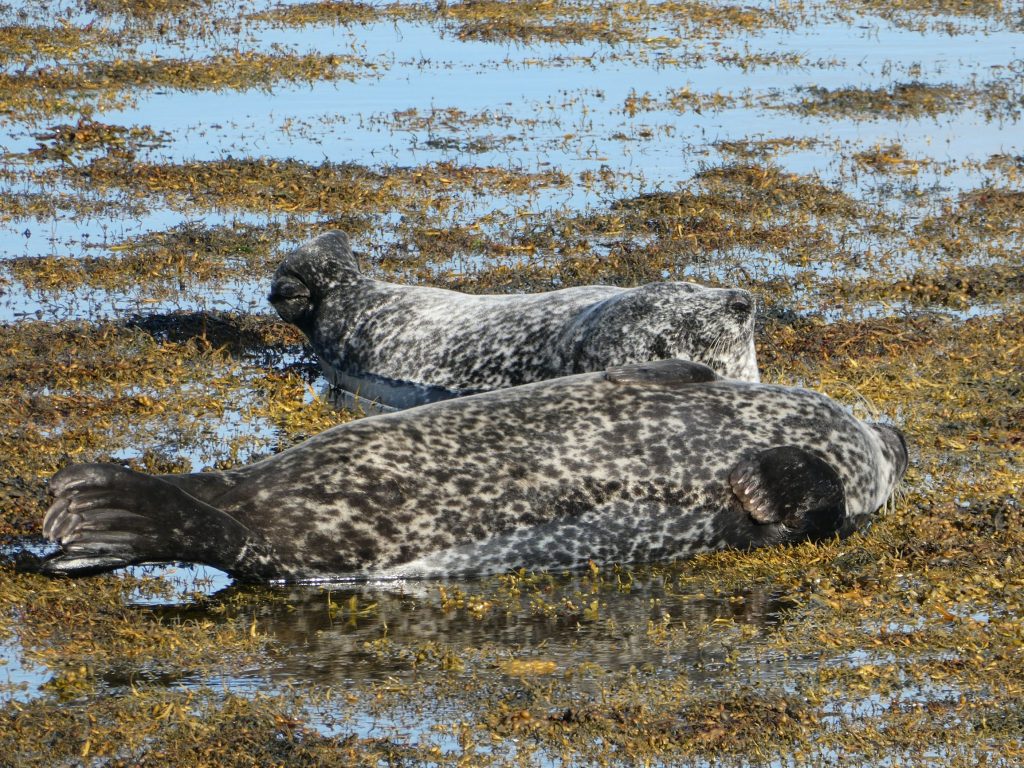 Harbour seals, A Stroll around Shapinsay