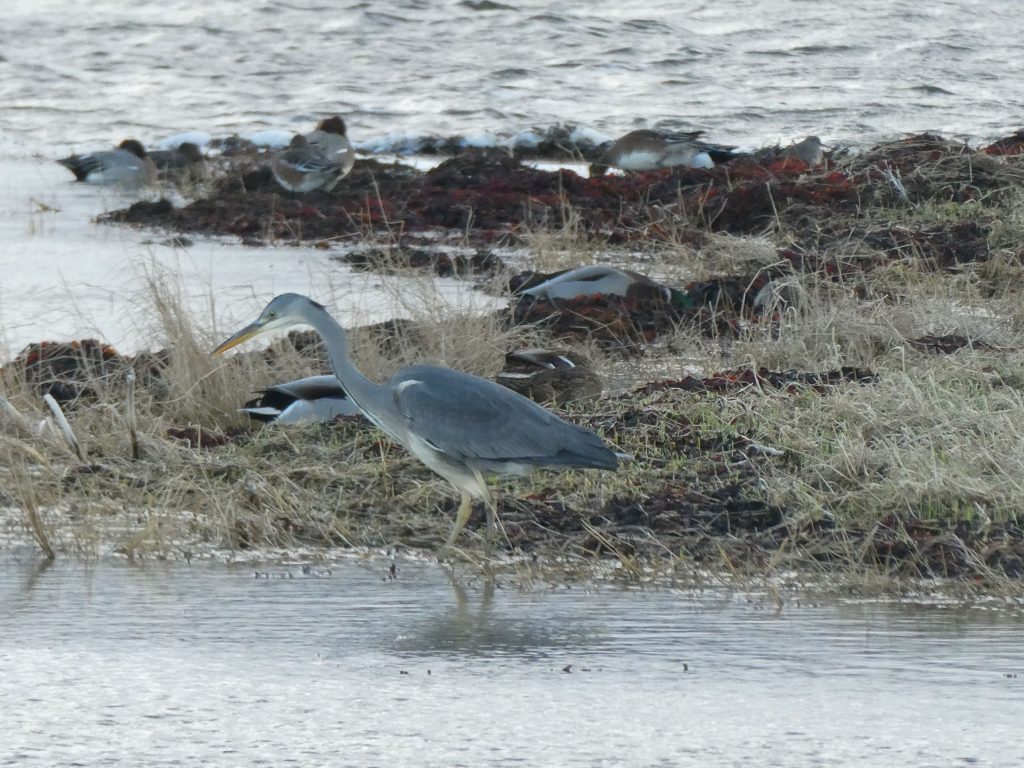 Grey Heron, Mallard, Wigeon, Special Offer