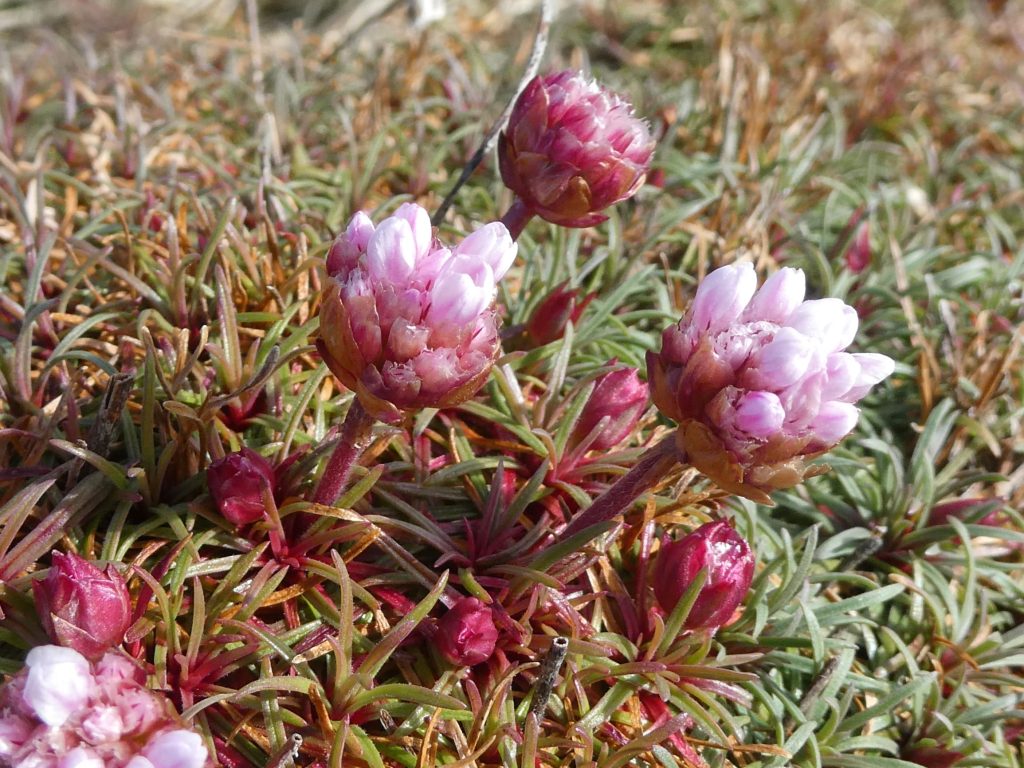 Thrift, Burwick Coastal Walk