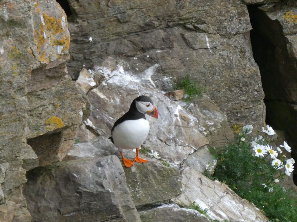 Puffin, Burwick Coastal Walk