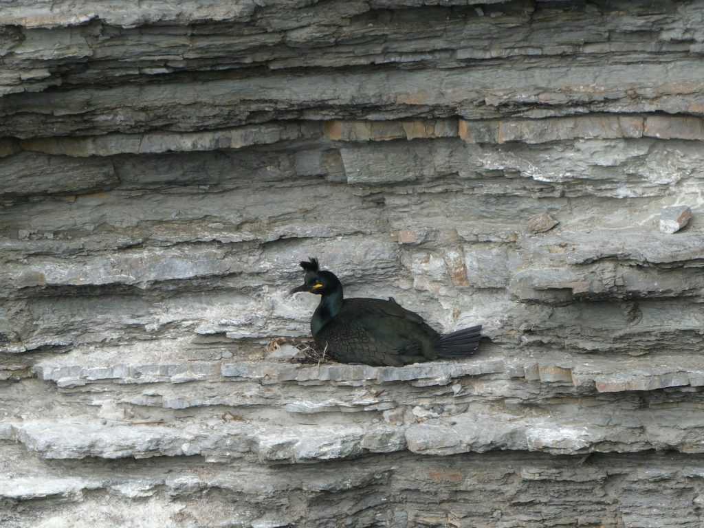 Shag, Burwick Coastal Walk