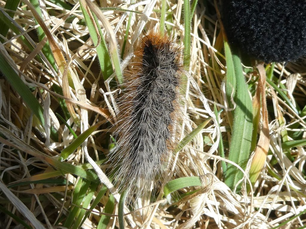 Caterpillar, Burwick Coastal Walk