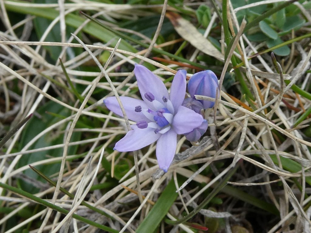 Spring Squill, Evening Wildlife Walks