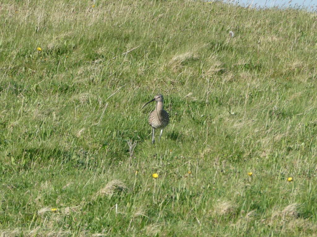 Curlew, Evening Wildlife Walks