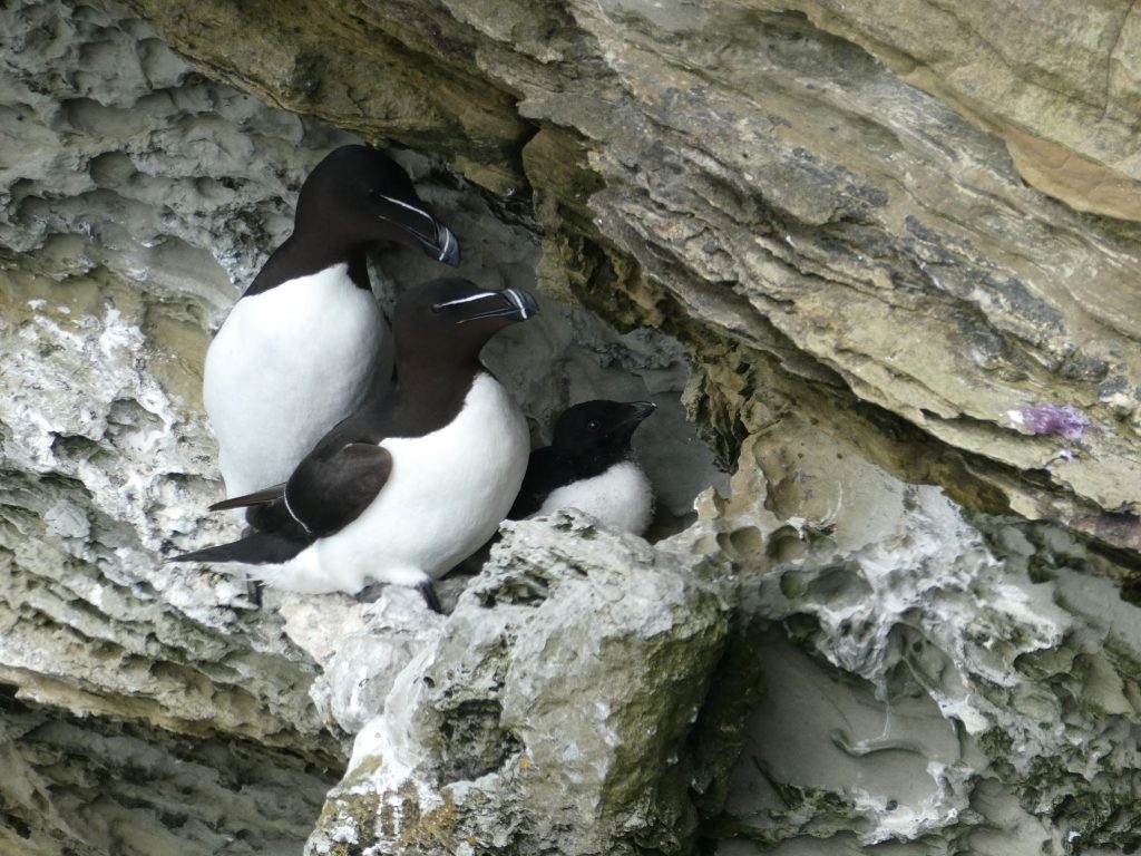 Razorbills, Flotta: A Hidden Gem