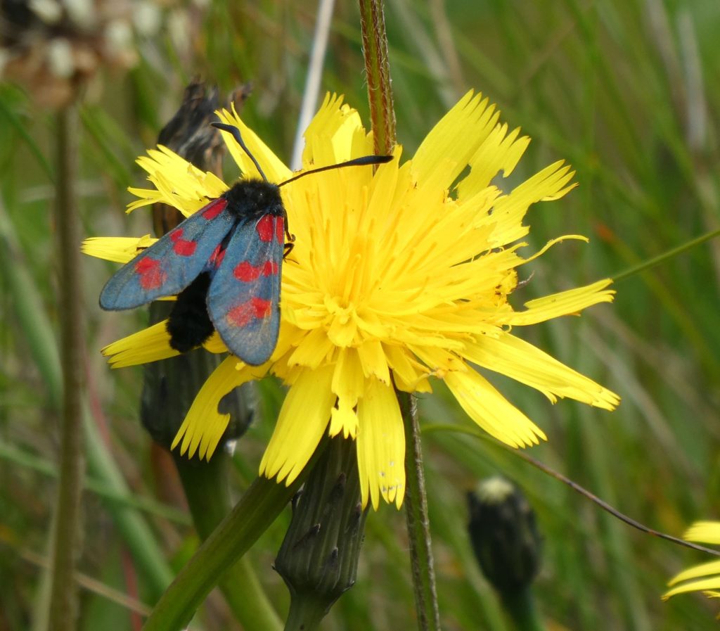 Six-Spot Burnet moth, Flotta: A Hidden Gem