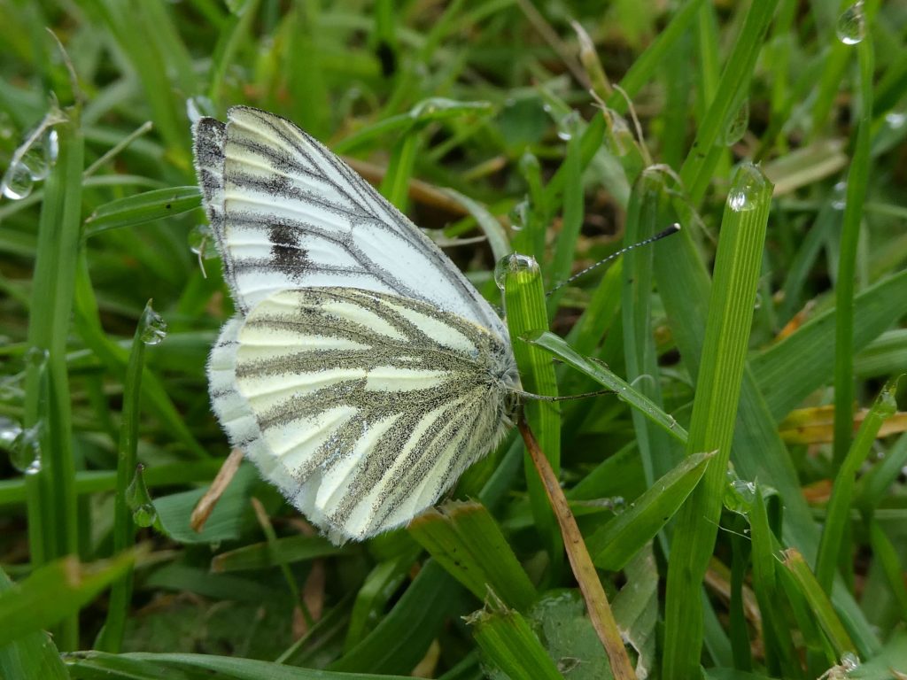 Green-veined white, Hidden Gem Walk