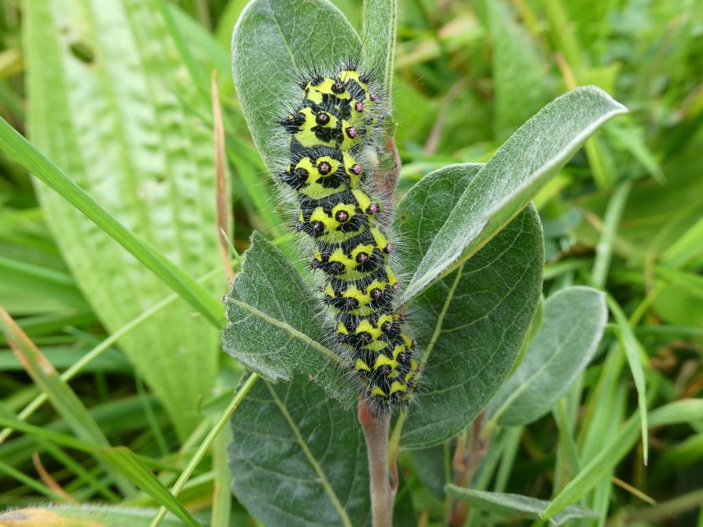 Caterpillar, Hidden Gem Walk