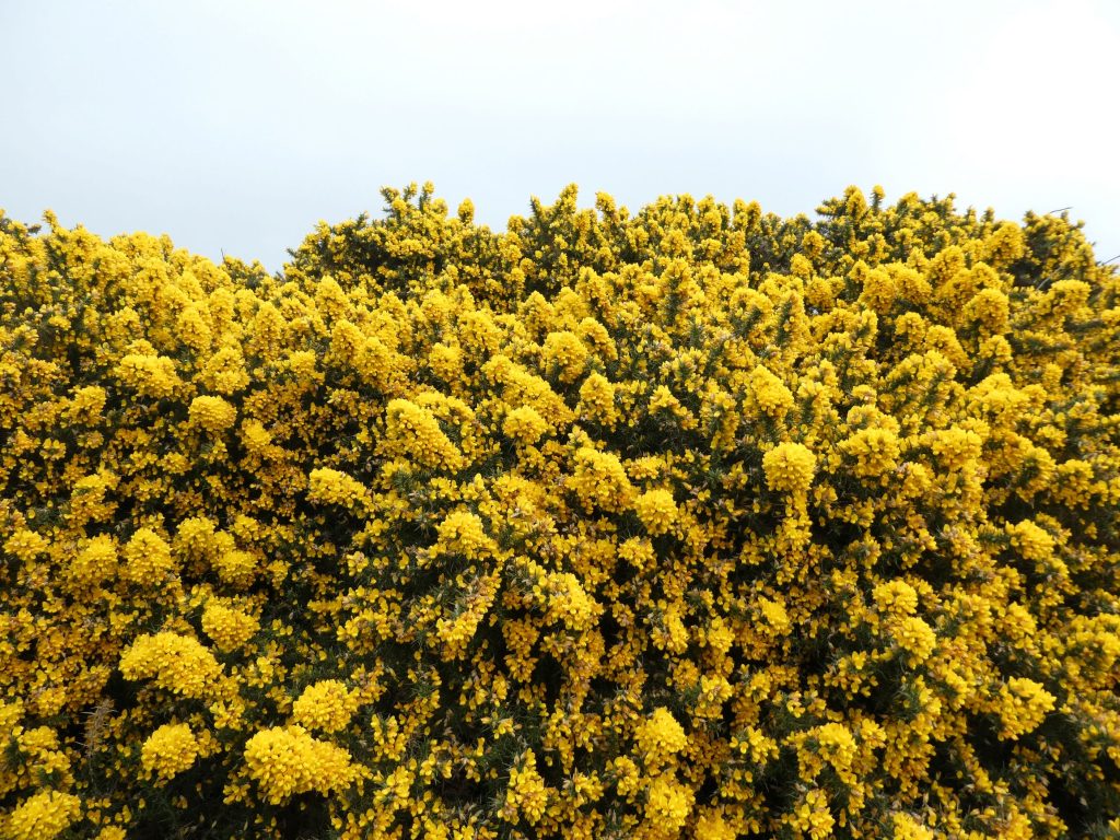 Gorse, Hidden Gem Walk