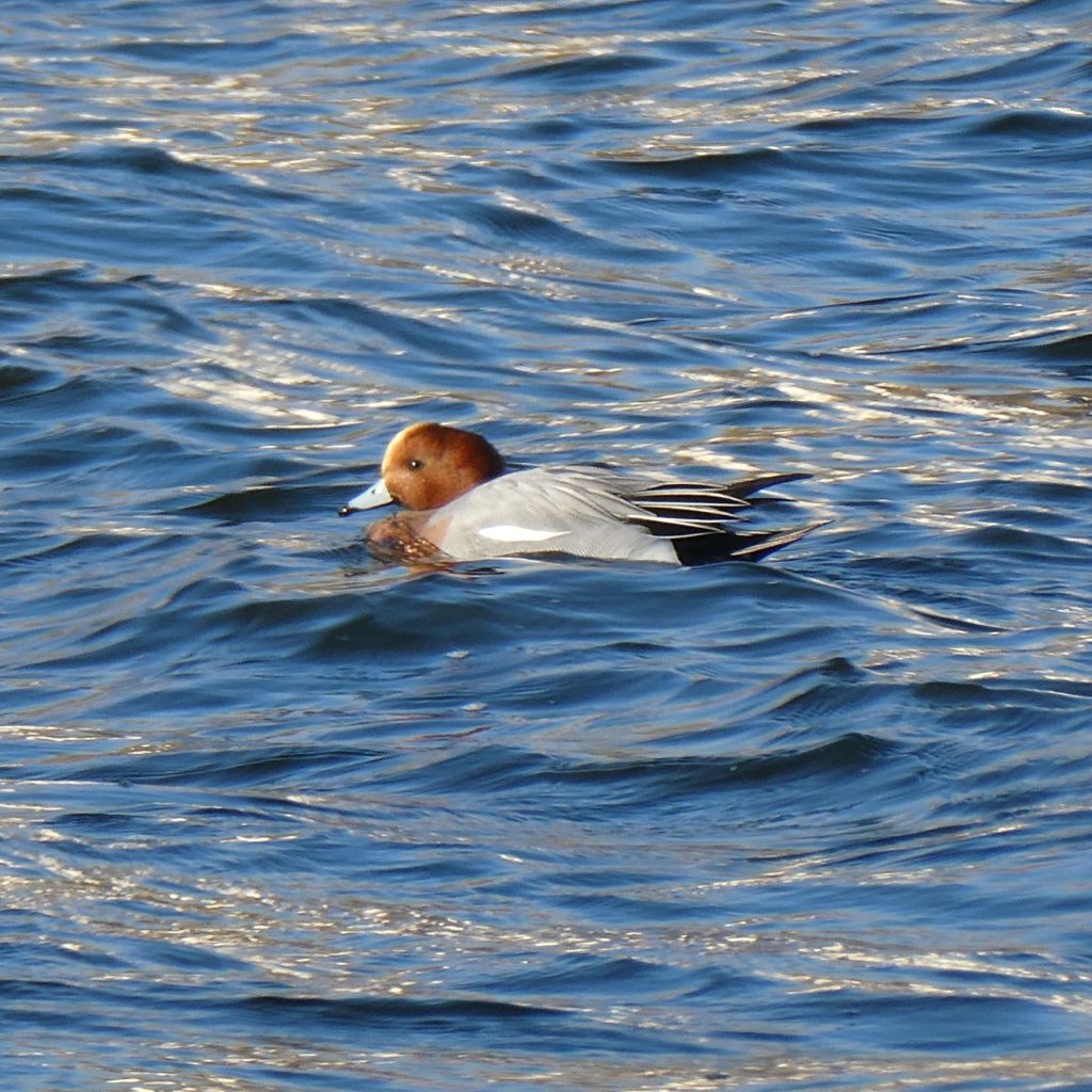 Male Wigeon