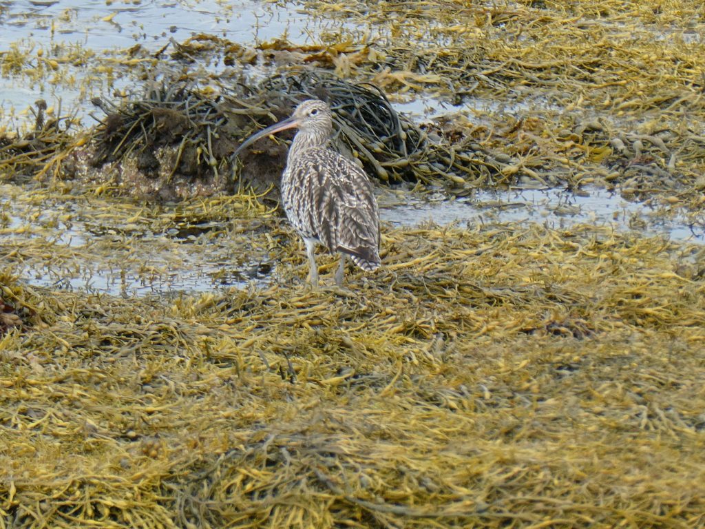 Curlew, Stromness Saunters 1 The Harbour