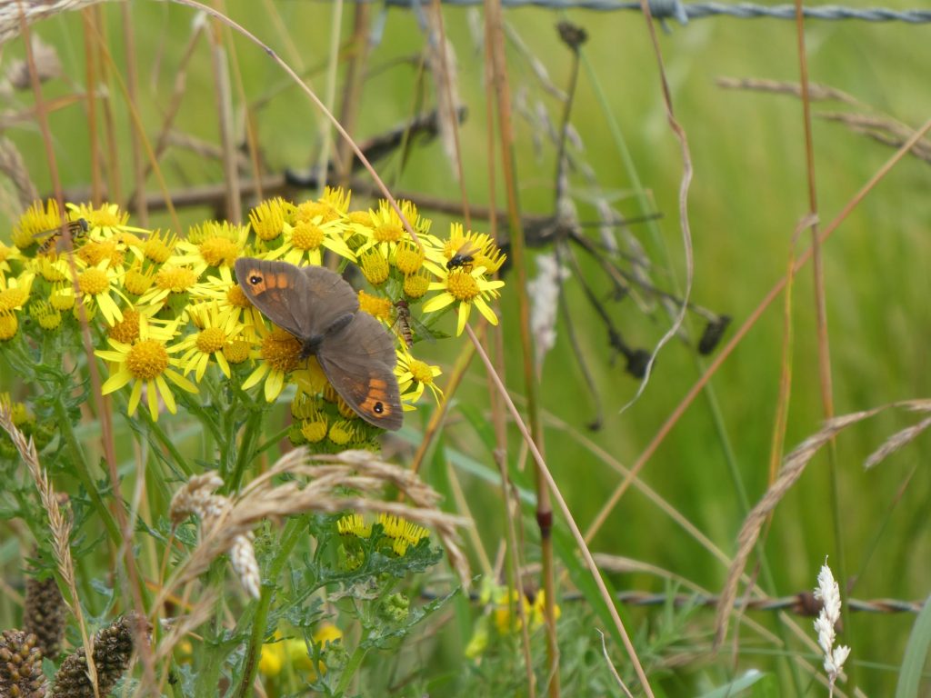 Mull Head Wildlife Walk