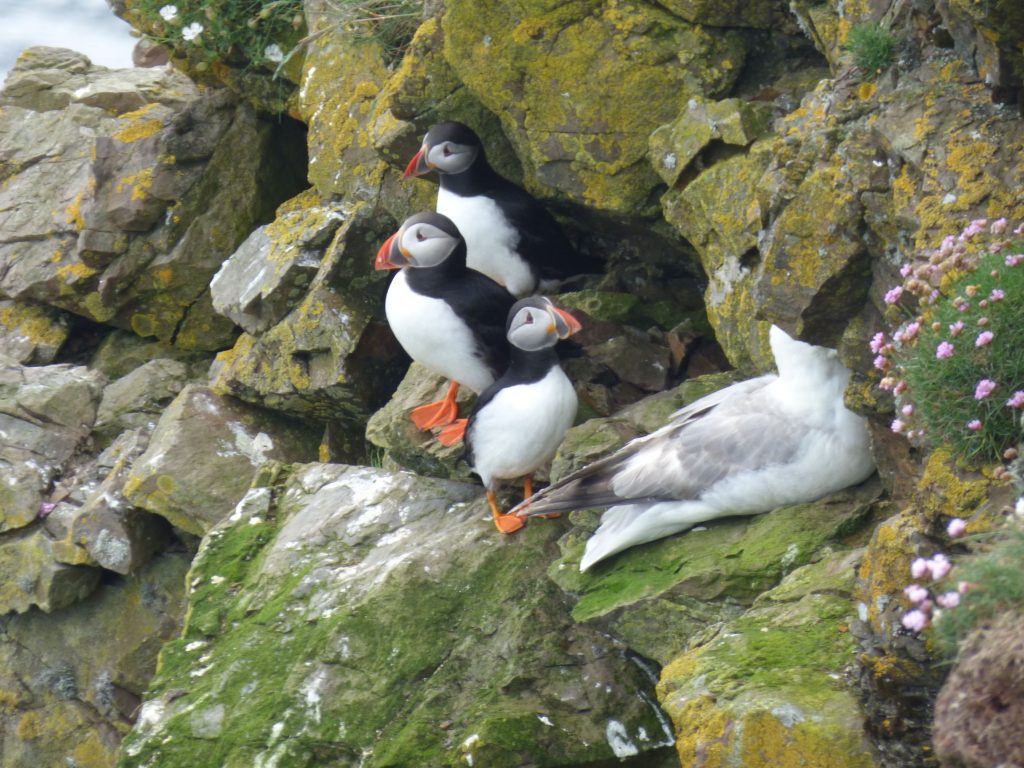 Puffins & Fulmar, Mull Head Wildlife Walk