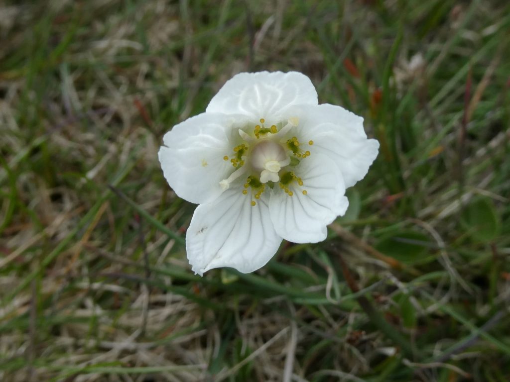 White Flower, Mull Head Wildlife Walk