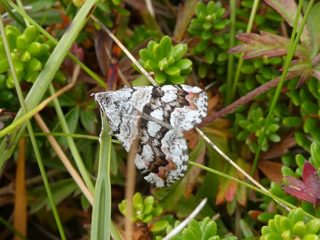 Moth on grass, Mull Head Wildlife Walk