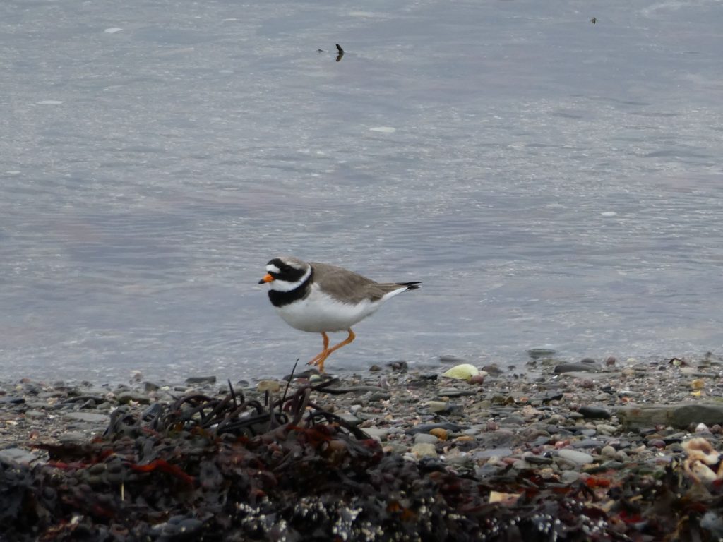 Flotta: A Hidden Gem