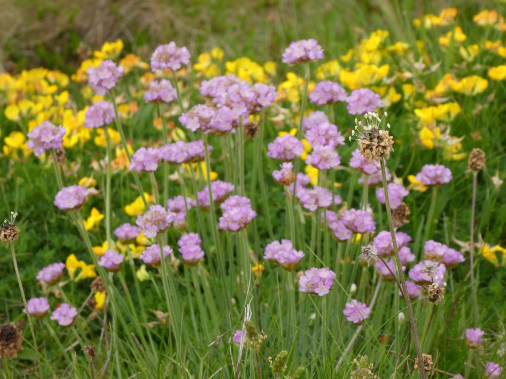 Wildflowers, Seabirds & Wildflowers Walk