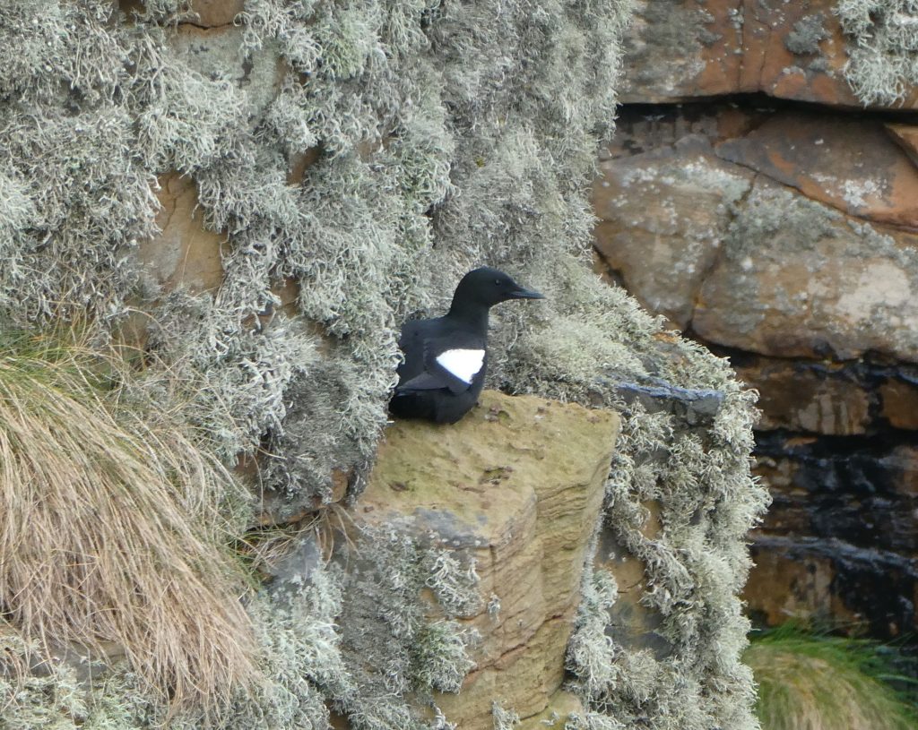 Black Guillemot, Seabirds & Wildflowers Walk