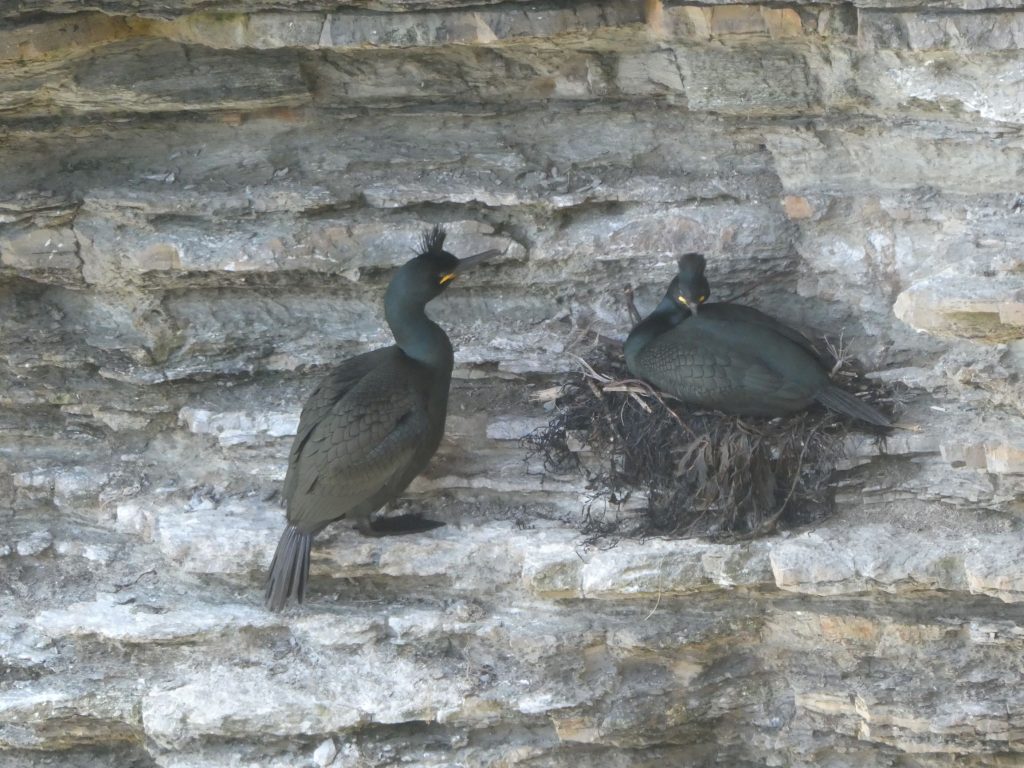 Shags, Seabirds & Wildflowers Walk